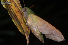 Oryba achemenides