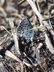 Euphilotes battoides