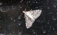 Alucita montana