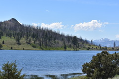 Euphilotes battoides