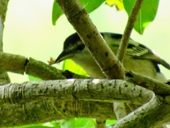 Hyperolius marmoratus marmoratus