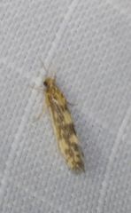 Agraylea