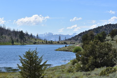 Euphilotes battoides