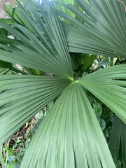 Carludovica