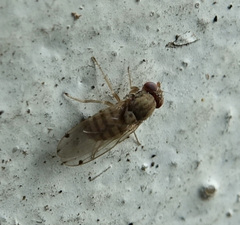 Gitona distigma