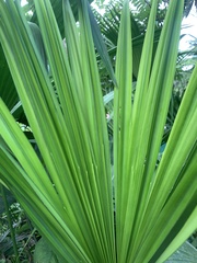 Carludovica