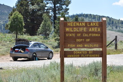 Euphilotes battoides