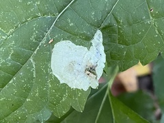Calycomyza eupatoriphaga