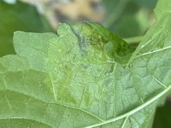Calycomyza eupatoriphaga