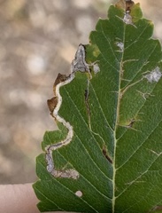 Stigmella multispicata