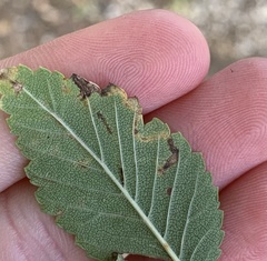 Stigmella multispicata