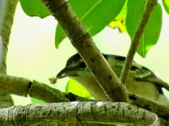 Hyperolius marmoratus marmoratus