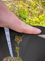 Rhynchospora glomerata