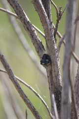 Mastophora cornigera