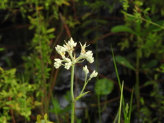 Lachnanthes