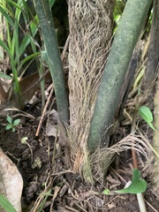 Carludovica