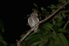 Micrathene whitneyi