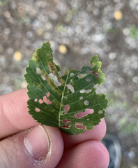 Orchestes steppensis