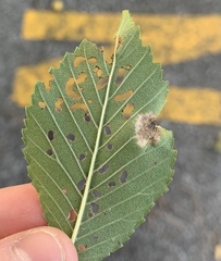 Orchestes steppensis