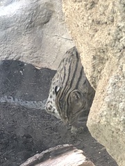 Prionailurus viverrinus