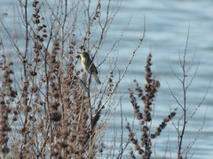 Phylloscopus collybita