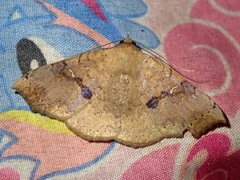 Mesosciera orientalis