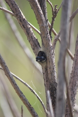 Mastophora cornigera