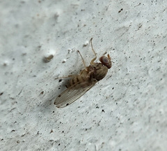 Gitona distigma