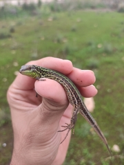 Podarcis waglerianus