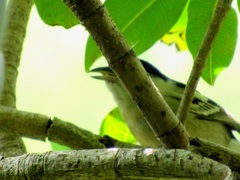 Dryoscopus cubla cubla