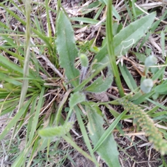 Plantago myosuros