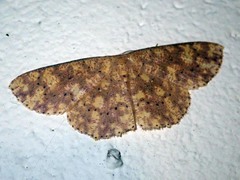 Mesotrophe alienaria