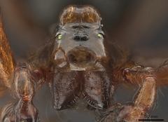 Scotinotylus formicarius