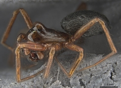 Scotinotylus formicarius
