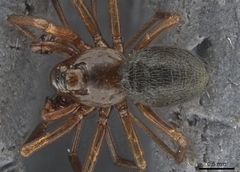 Scotinotylus formicarius