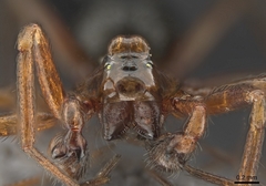 Scotinotylus formicarius