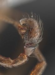 Scotinotylus formicarius