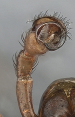 Scotinotylus formicarius