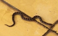 Stenorrhina degenhardtii