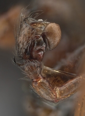 Scotinotylus formicarius