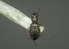 Asaphidion