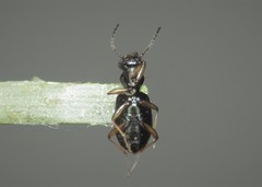 Asaphidion