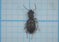 Asaphidion