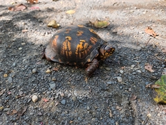 Terrapene carolina carolina