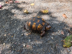 Terrapene carolina carolina