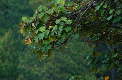 Chiranthodendron pentadactylon