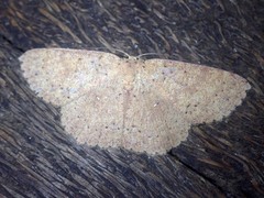 Mesotrophe intortaria