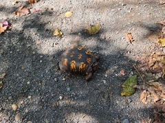 Terrapene carolina carolina