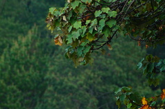 Chiranthodendron pentadactylon