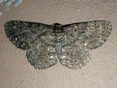 Microcalicha punctimarginaria